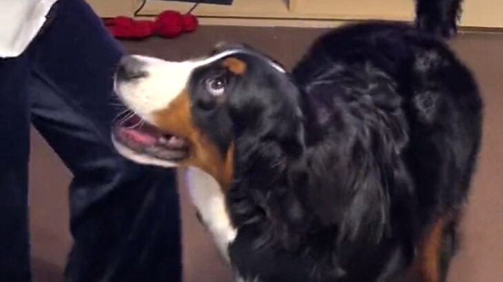 娘が『音楽に合わせて踊った』結果→一緒にいた超大型犬が…見たことない『ノリノリ過ぎる光景』が322万再生「想像以上で草」「初めて見たｗ」(ブログ)