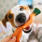犬が飼い主をからかっているときにみせる行動5つ　関係性を悪化させないための対応まで(ブログ)
