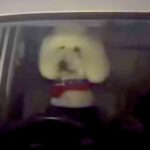 夜、大型犬に車の中で待ってもらった結果→戻ると運転席にいて…まさかの『知らない人が来た』と警戒する光景に爆笑「チラ見がｗｗ」「可愛すぎ」(ブログ)