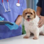 犬の「避妊・去勢手術」いつがベスト？最新研究からわかる健康への影響を獣医が徹底解説(ブログ)