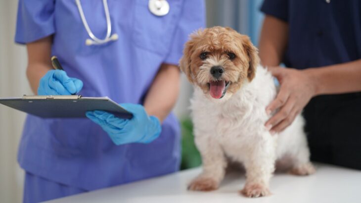 犬の「避妊・去勢手術」いつがベスト？最新研究からわかる健康への影響を獣医が徹底解説(ブログ)