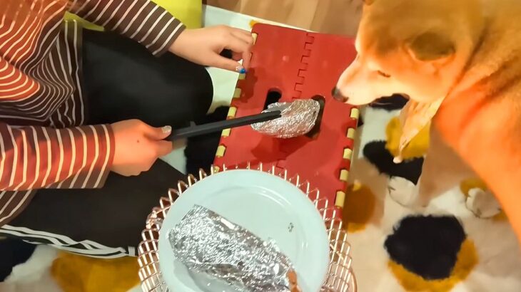 ストーブで芋を焼いていたら『犬2匹と猫』も集まってきて…平和すぎる『焼き芋パーティー』が21万再生「団欒で羨ましい」「お目目キラキラ」(ブログ)