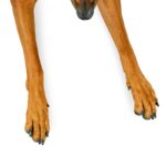 犬の散歩後『毎回足は洗うべき』？正しいお手入れ方法や汚れ対策まで解説(ブログ)