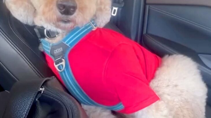 ドッグランでクタクタに疲れた大型犬→車で帰ろうとしたら…助手席で見せた『衝撃の表情』が50万再生「コーヒー吹いた」「頑張ってて可愛いｗ」(ブログ)