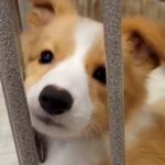 『致死率の高い病気の可能性がある』と言われた子犬→それでも『幸せにしたい』と飼った結果…想定外の結末に反響「笑ったｗ」「幸せなオチ」(ブログ)