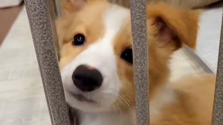 『致死率の高い病気の可能性がある』と言われた子犬→それでも『幸せにしたい』と飼った結果…想定外の結末に反響「笑ったｗ」「幸せなオチ」(ブログ)