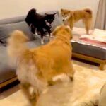 ケンカをする2匹の柴犬→見かねたゴールデンレトリーバーが仲裁に入り…まさに『喧嘩両成敗』な光景が210万再生「なんて立派」「前世人間？」(ブログ)