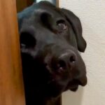 トイレに入ったら、大型犬が『どうしても一緒にいたい』と駄々をこねて…まさかの『強引すぎる抗議』が11万再生「表情豊かｗ」「甘えん坊」(ブログ)