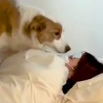 インフルエンザにかかったお姉ちゃん→なぜか犬が様子を見に行って…愛に満ちた『看病』が尊いと56万再生「なんて優しい子」「大好きなんだね」(ブログ)