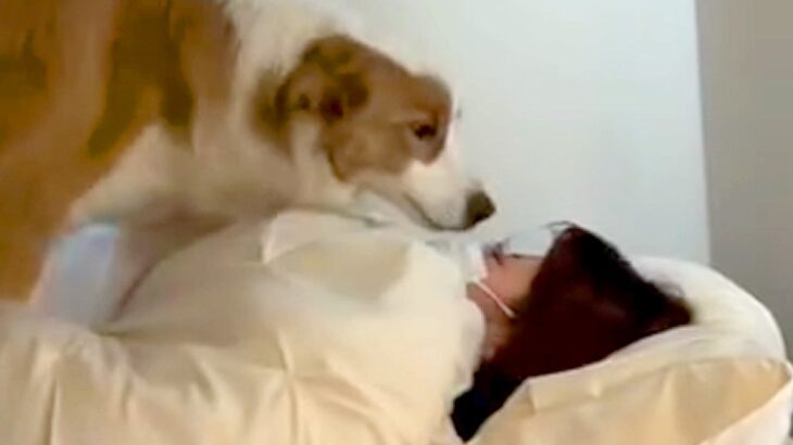 インフルエンザにかかったお姉ちゃん→なぜか犬が様子を見に行って…愛に満ちた『看病』が尊いと56万再生「なんて優しい子」「大好きなんだね」(ブログ)