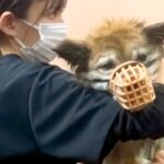 噛みついてくる『13歳の元捨て犬』→トリミングができず、プロに任せた結果…素敵すぎる『大変身』が67万再生「神業」「素晴らしい」と称賛(ブログ)