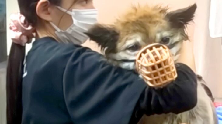 噛みついてくる『13歳の元捨て犬』→トリミングができず、プロに任せた結果…素敵すぎる『大変身』が67万再生「神業」「素晴らしい」と称賛(ブログ)