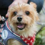 犬の散歩で『ダブルリード』が推奨される理由4つ　どんなメリットがあるの？注意点まで解説(ブログ)