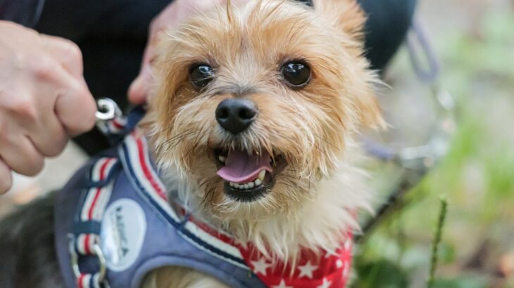 犬の散歩で『ダブルリード』が推奨される理由4つ　どんなメリットがあるの？注意点まで解説(ブログ)