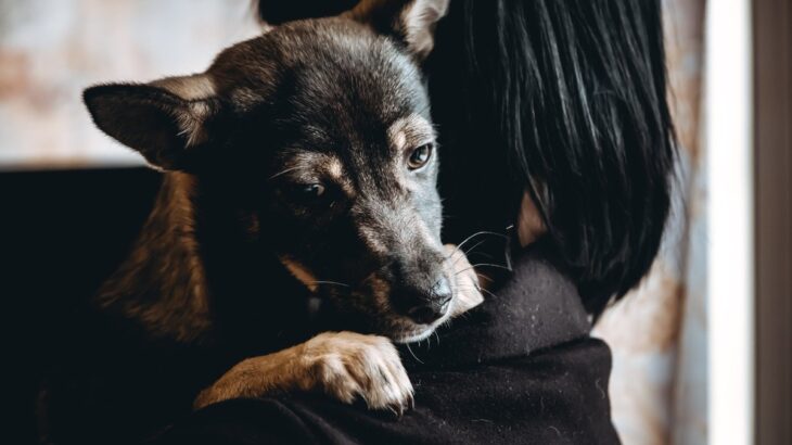 『飼い主のストレス』は犬にも伝わるの？そう言われている理由や愛犬への精神的負担まで(ブログ)