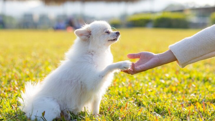 犬が覚えやすい『ワード』3つ　言葉を理解してもらうためのトレーニング方法とは？(ブログ)