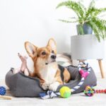 愛犬と遊ばないとどうなる？多大なストレスを与える可能性も…対処法までご紹介(ブログ)