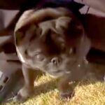 ドッグランにきた犬→周りのワンコたちに馴染めずに…まるで『小さな子どものような行動』に反響「安心な場所なんだね」「笑顔なの可愛い」(ブログ)