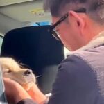 犬が亡くなり、毎日泣いていた父→内緒で『子犬』を迎えた結果…思わず涙が溢れる『宝物のような光景』が51万再生「泣いた…」「素敵な家族」(ブログ)