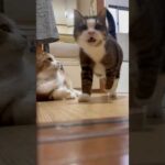 お父さんの前を素通りしてお父さんのところへ(YouTube)