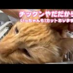 トラ大将もチックンはやだだからね  いっちゃんんも1カット入りますよ～  2026 03 09 2(YouTube)