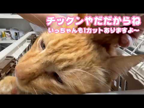 トラ大将もチックンはやだだからね  いっちゃんんも1カット入りますよ～  2026 03 09 2(YouTube)