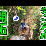 【ボス吉街道開通】猫の為に作った密林奥地へ続く散歩道を初披露したら…(YouTube)