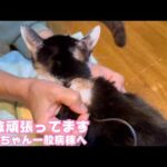 キュウちゃん輸液頑張ってます  いっちゃん一般病棟に移れましたよ～   2026 03 06 2(YouTube)