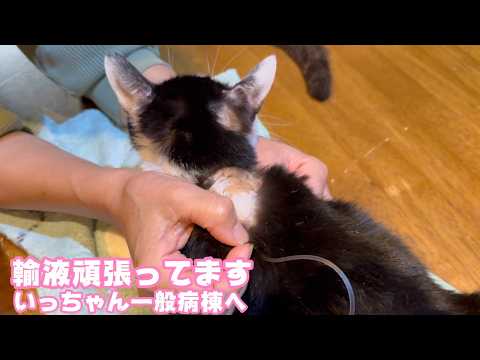 キュウちゃん輸液頑張ってます  いっちゃん一般病棟に移れましたよ～   2026 03 06 2(YouTube)
