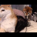 楽しいはずのお泊まり会で、思ってもない出来事が…(YouTube)