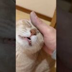 豚鼻やん(YouTube)