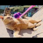 凶暴猫な猫ちゃん達をフェイスマッサージで落ち着かせようとした結果…(YouTube)