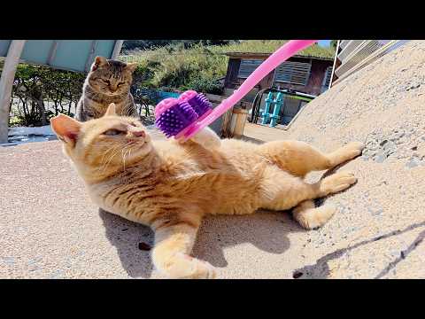 凶暴猫な猫ちゃん達をフェイスマッサージで落ち着かせようとした結果…(YouTube)