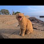 防波堤の上をトコトコ歩く猫島の猫ちゃん(YouTube)