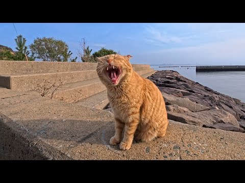 防波堤の上をトコトコ歩く猫島の猫ちゃん(YouTube)