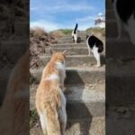 島の猫たちと燈台に行ってきました(YouTube)