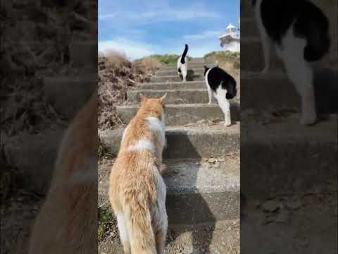 島の猫たちと燈台に行ってきました(YouTube)