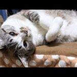 大人になっても子猫のような姫猫から目が離せません。【柴犬と猫たち】(YouTube)