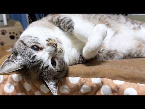 大人になっても子猫のような姫猫から目が離せません。【柴犬と猫たち】(YouTube)