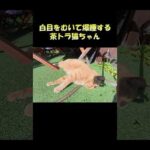 白目をむいて爆睡する茶トラ猫ちゃん #猫 #ねこ #cat(YouTube)