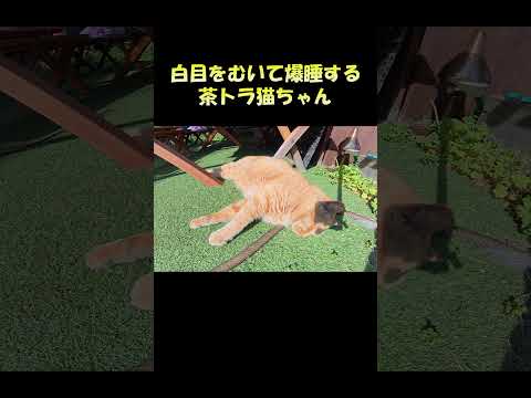 白目をむいて爆睡する茶トラ猫ちゃん #猫 #ねこ #cat(YouTube)