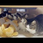 お母さんに群がる猫と、されるがままの大福(YouTube)