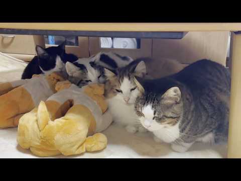 お母さんに群がる猫と、されるがままの大福(YouTube)