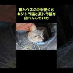 猫ハウスの中を覗くとキジトラ猫と茶トラ猫が団らんしていた #猫 #ねこ #cat(YouTube)