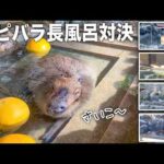 【大接戦】5園国コラボ！カピバラの長風呂対決♨️優勝は一体どの園に！？(YouTube)