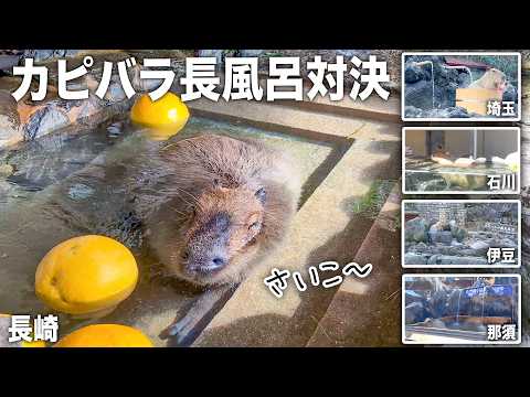 【大接戦】5園国コラボ！カピバラの長風呂対決♨️優勝は一体どの園に！？(YouTube)
