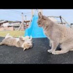 たくさんの猫達が公園に集まってきてプロレス大会が始まった(YouTube)