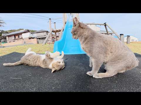 たくさんの猫達が公園に集まってきてプロレス大会が始まった(YouTube)