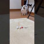 たまにはこんな登場も(YouTube)