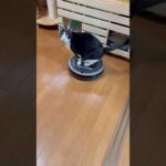 急所を狙う(YouTube)